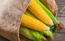 Rodzaje, właściwości i zastosowanie kukurydzy paszowej