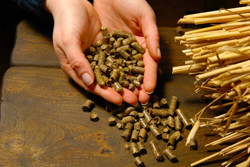 Probiotyki dla prosiąt – wsparcie żywienia w okresie odchowu